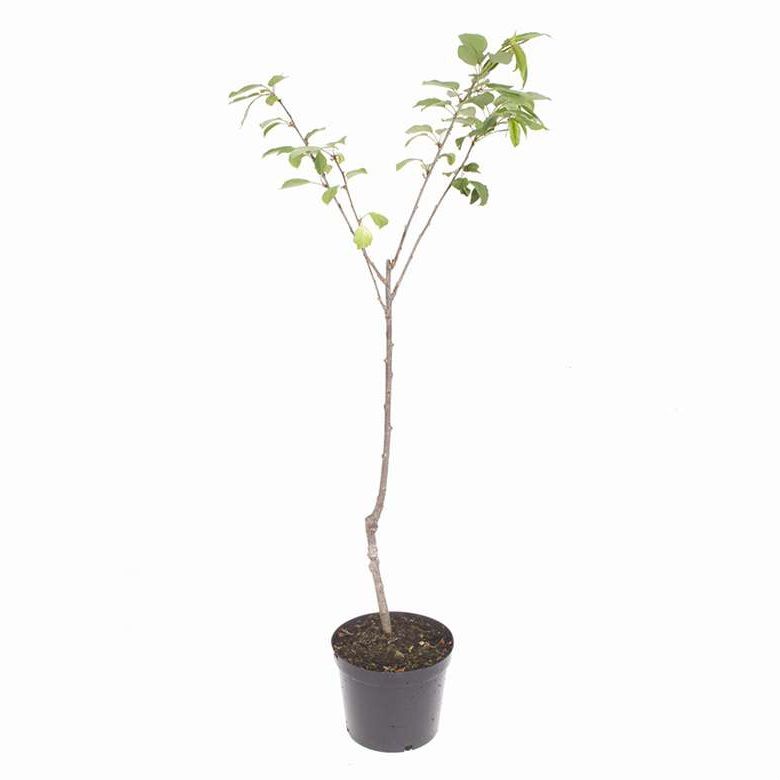 نهال گیلاس لاپینز کد a 04