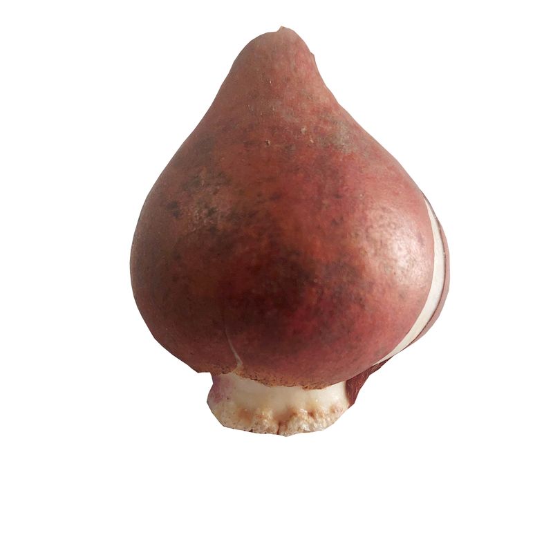 پیاز گل لاله هلندی مدل f 30
