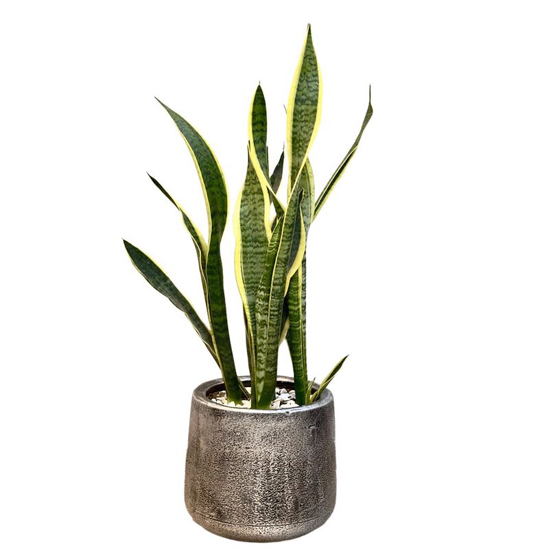 گل آپارتمانی سانسوریا ابلق مدل n140