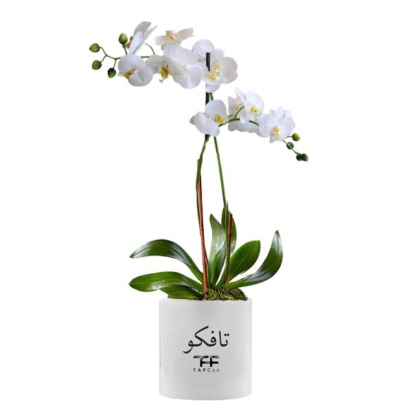 گل طبیعی ارکیده تافکو کد 3x