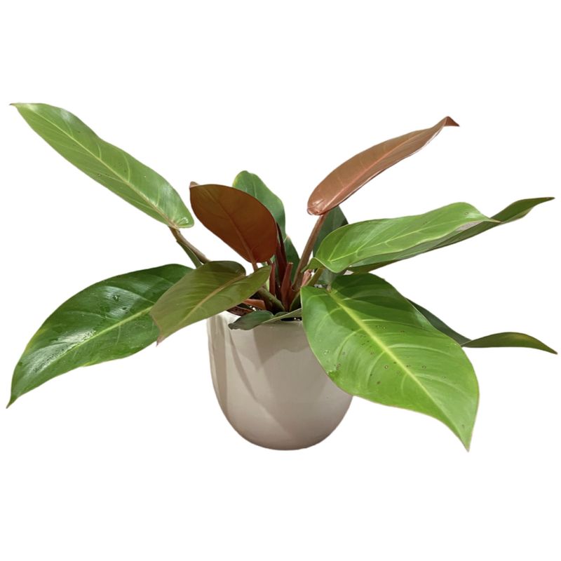 گل طبیعی فیلودندرون پرتقالی کد 432fi.p
