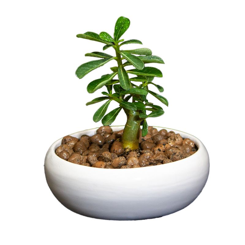 گیاه طبیعی آدنیوم کد l s 08