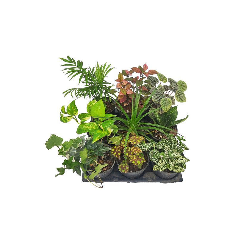 گیاه طبیعی آپارتمانی مدل m12 مجموعه 9 عددی