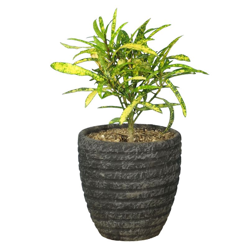 گیاه طبیعی آکوبا رشته ای کد as 21