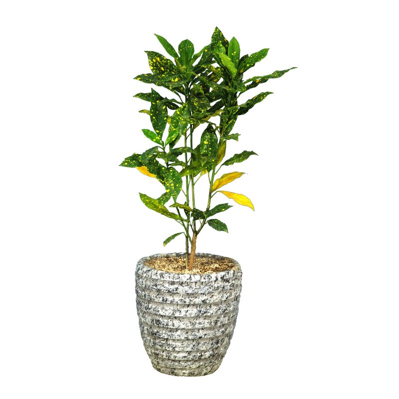 گیاه طبیعی آکوبا قطره طلا کد 22  as