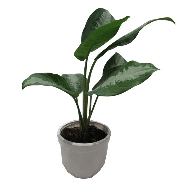 گیاه طبیعی آگلونما حبابی کد s   m01
