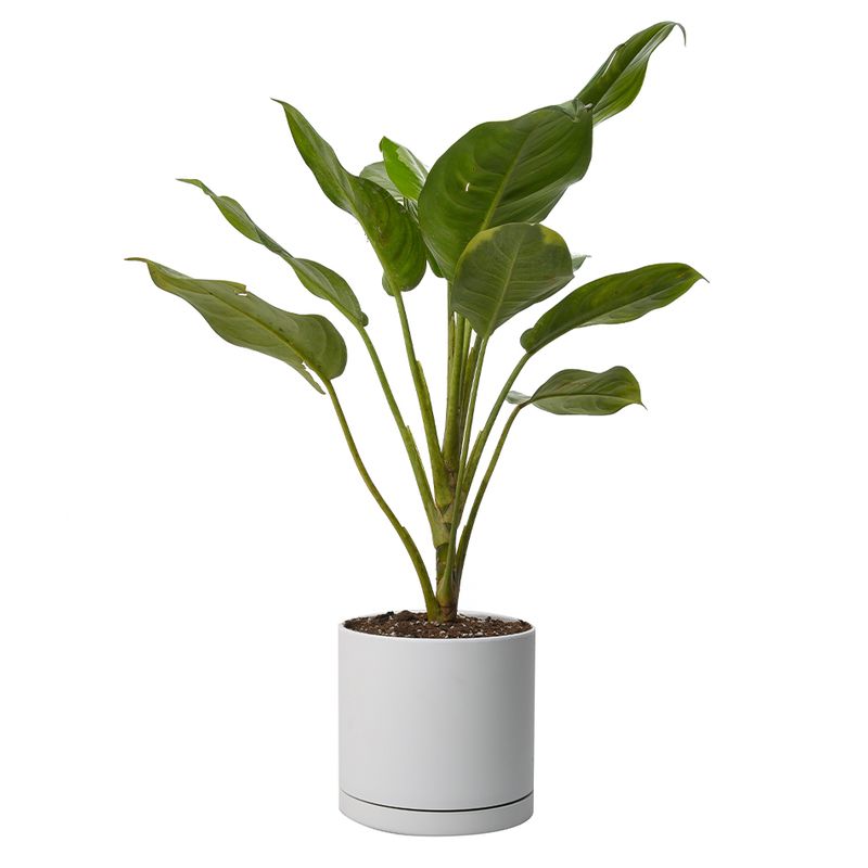 گیاه طبیعی آگلونما مدل هندوانه ای کد 10324_2202
