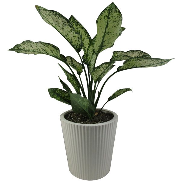 گیاه طبیعی آگلونما کد ab   m01