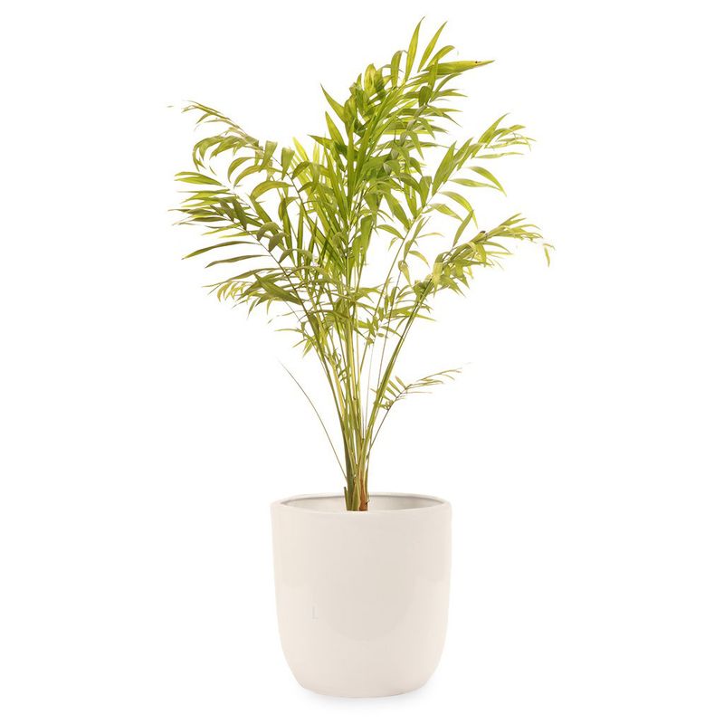 گیاه طبیعی اریکا گلیتال مدل gtl112