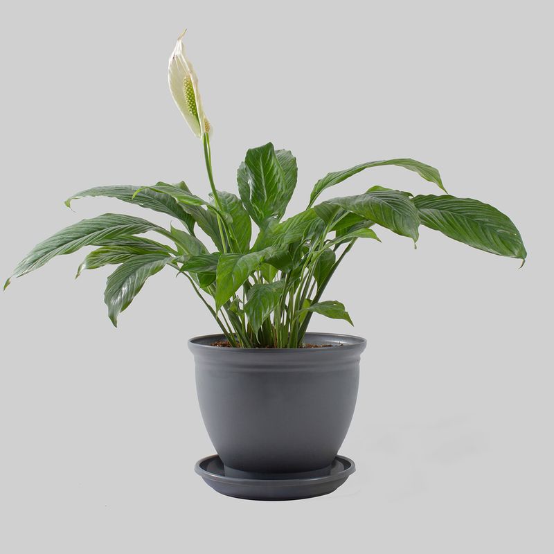 گیاه طبیعی اسپاتی فیلوم مدل p 19