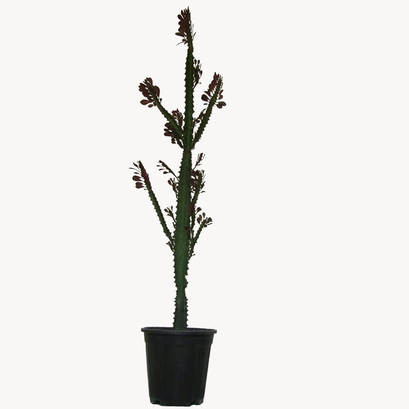گیاه طبیعی افوربیا تریگونای مدل مادری کد 0130