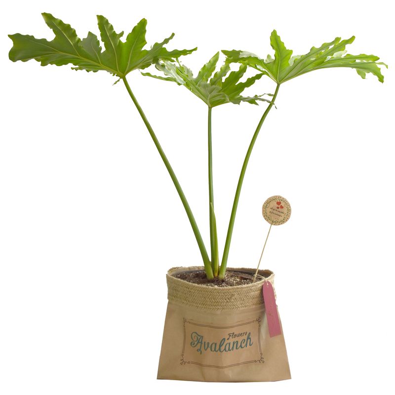 گیاه طبیعی برگ انجیری فر کد p.a.026