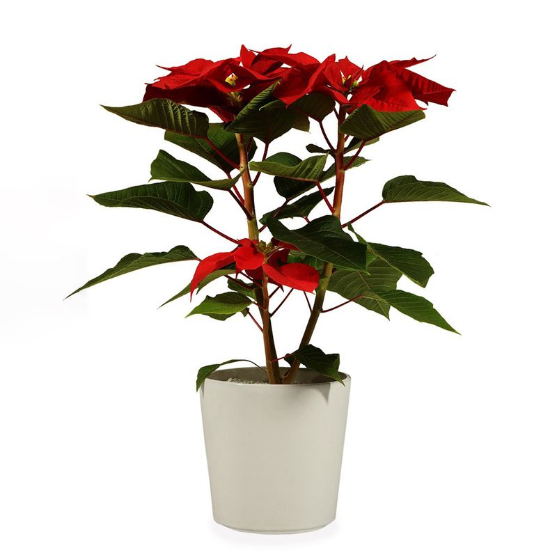 گیاه طبیعی بنت قنسول گلیتال مدل gtl103