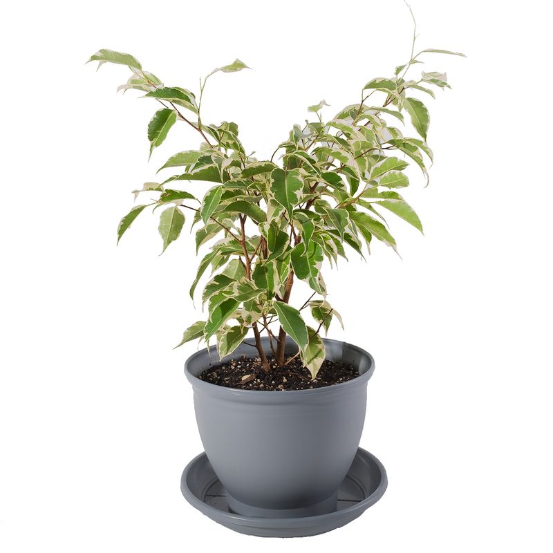 گیاه طبیعی بنجامین مدل p 03