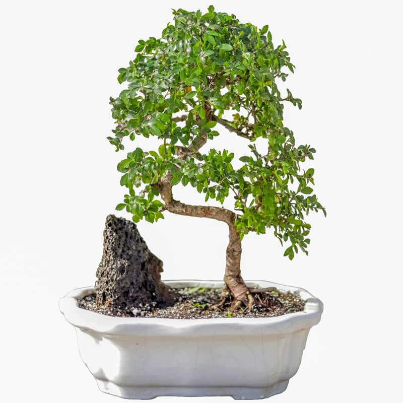 گیاه طبیعی بونسای نارون مدل elm s