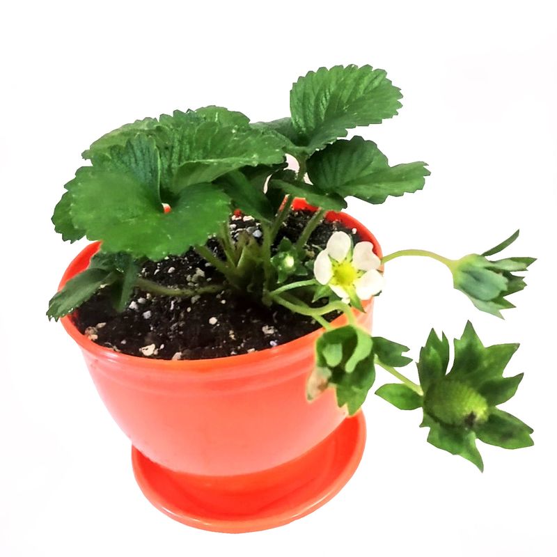 گیاه طبیعی توت فرنگی مدل c 26
