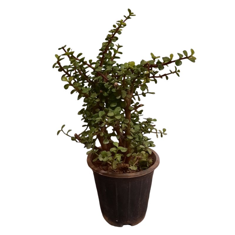 گیاه طبیعی خرفه تنه دار مدل s1