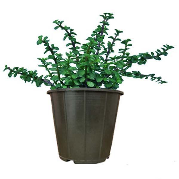 گیاه طبیعی خرفه مدل ams21