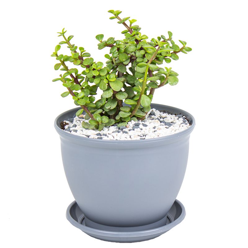 گیاه طبیعی خرفه مدل p 26