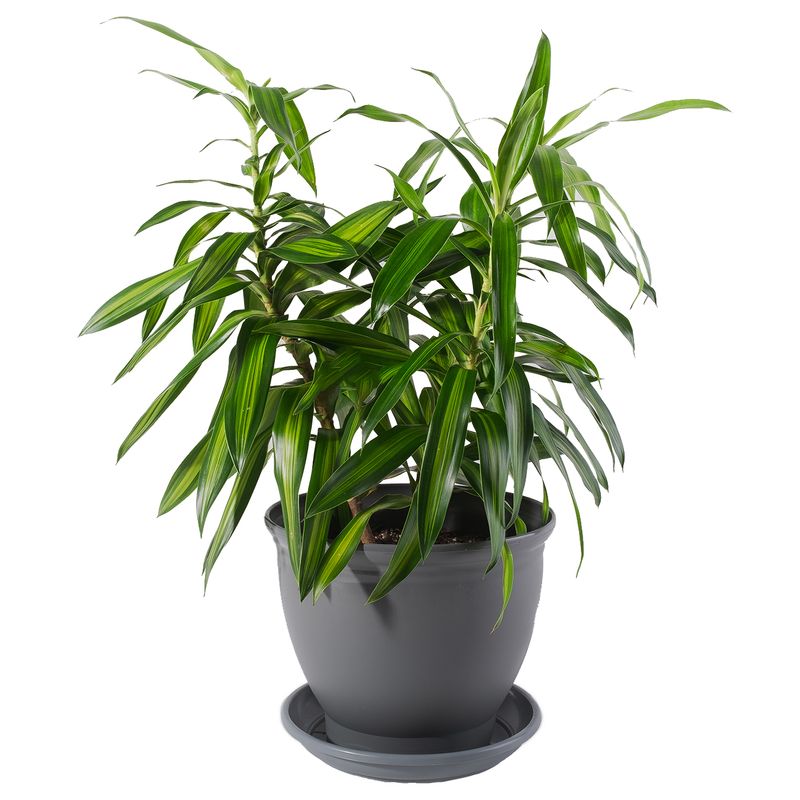 گیاه طبیعی دراسنا بلالی مدل p 03