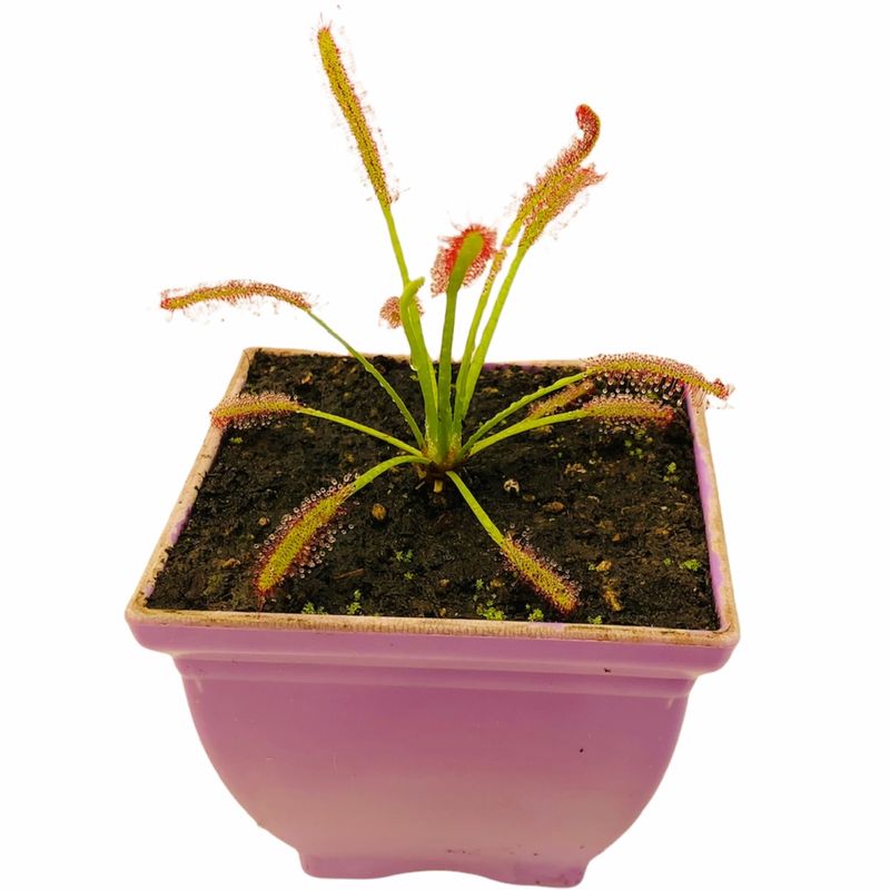 گیاه طبیعی دروزرا کپنسیس مدل dro01