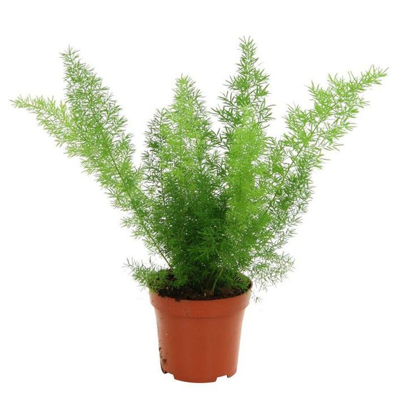 گیاه طبیعی دم روباهی مدل f 28