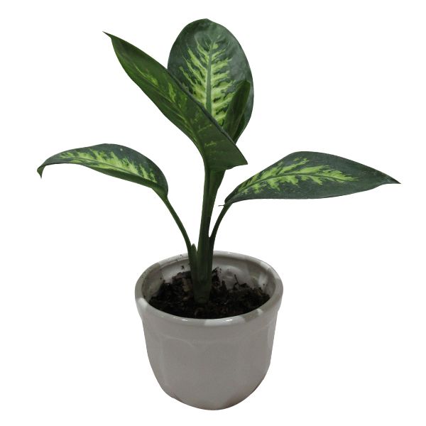 گیاه طبیعی دیفن باخیا کد s   m01