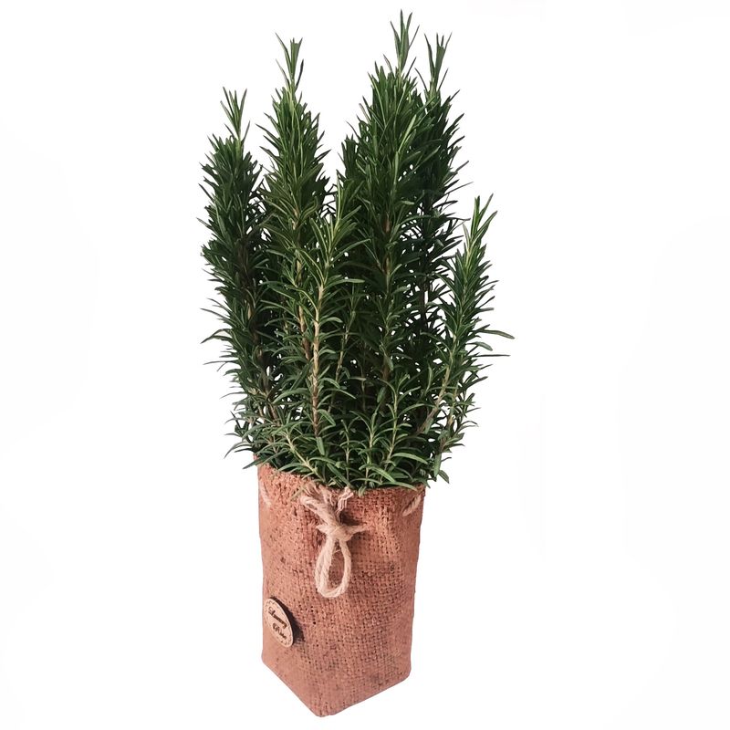 گیاه طبیعی رزماری مدل c 34