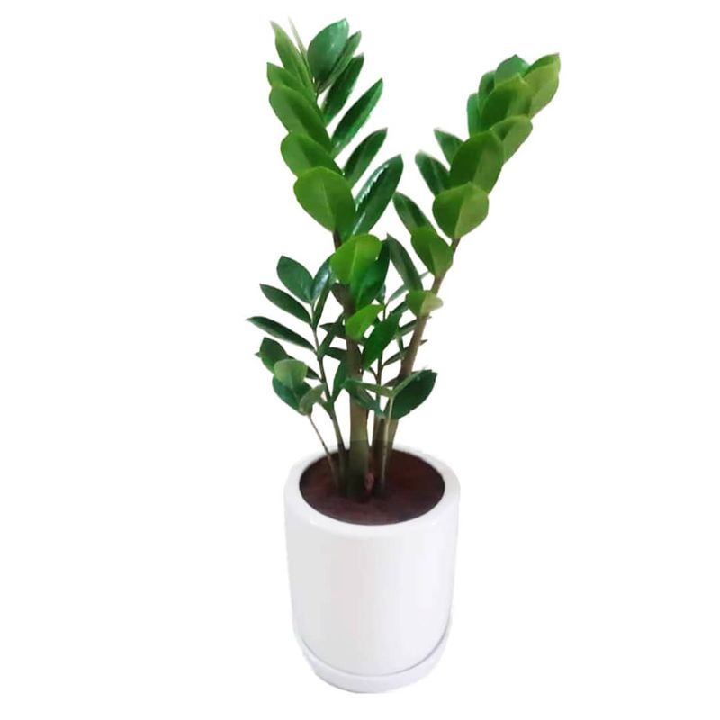 گیاه طبیعی زاموفیلیا گرین لایف مدل p1003