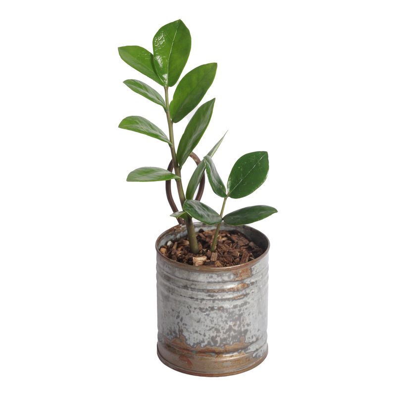 گیاه طبیعی زامیفولیا مدل b 111 طرح آنتیک