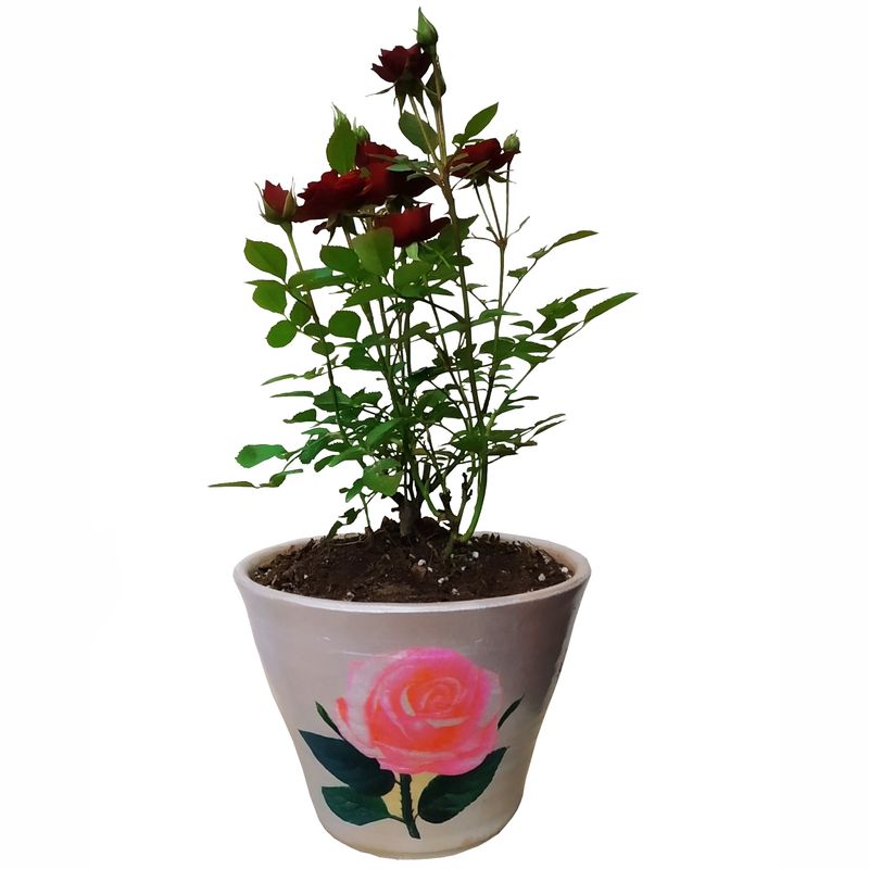 گیاه طبیعی ساناز مدل c 39