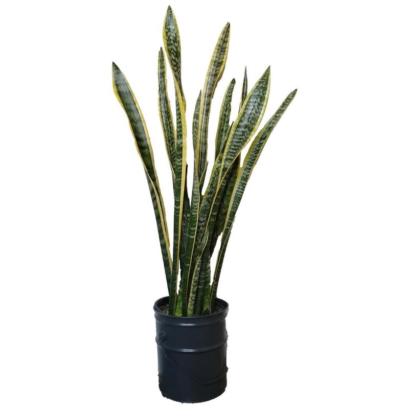 گیاه طبیعی سانسوریا ابلق کد zz02