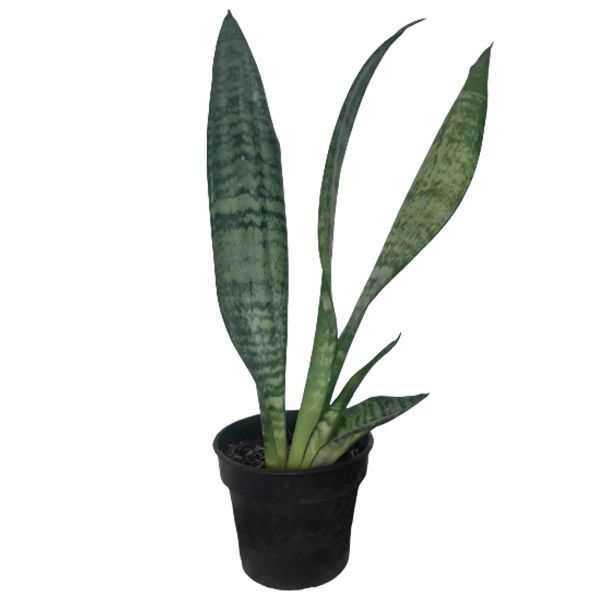 گیاه طبیعی سانسوریا سبز کد g13