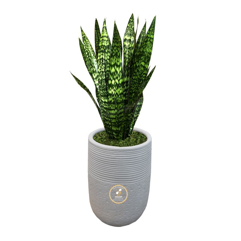 گیاه طبیعی سانسوریا شمشیری گلباران سبز گیلان مدل gn1 fan4