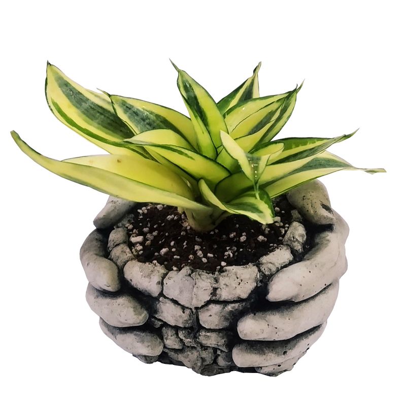 گیاه طبیعی سانسوریا گلدن هانی مدل c 19
