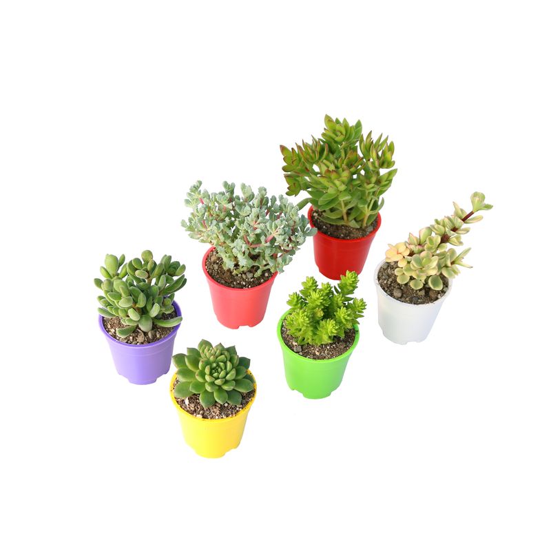 گیاه طبیعی ساکولنت آیدین کاکتوس کد cb 019 بسته 6 عددی