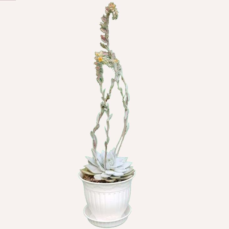 گیاه طبیعی ساکولنت اچوریا کد s03