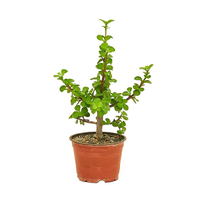 گیاه طبیعی ساکولنت خرفه مدل پورتولاکاریا افرا کد pa15