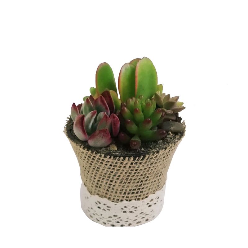 گیاه طبیعی ساکولنت مدل b 15
