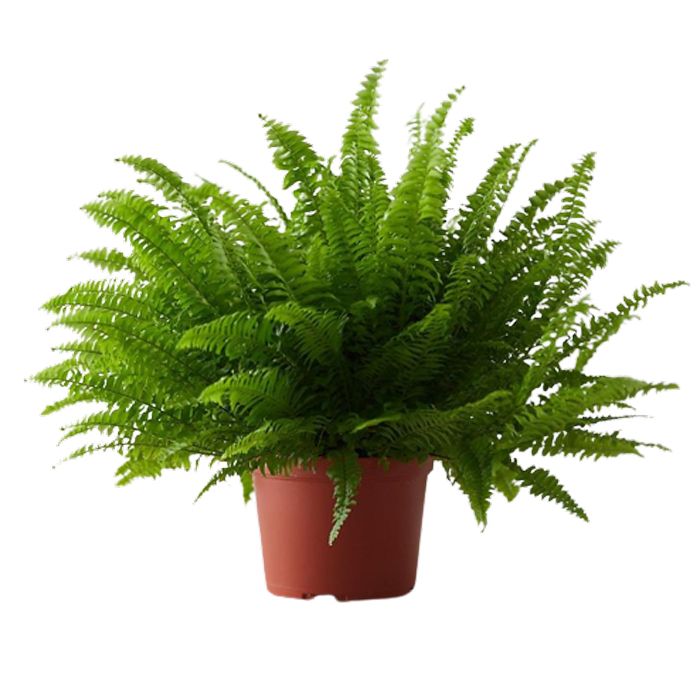 گیاه طبیعی سرخس مدل f 40