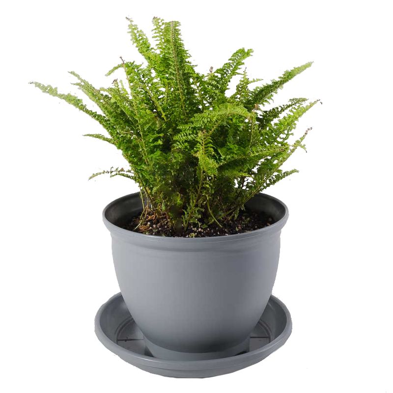 گیاه طبیعی سرخس مدل p 07
