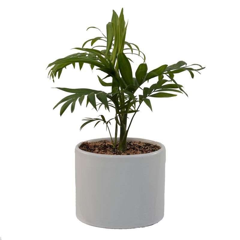 گیاه طبیعی شامادورا مدل sh1