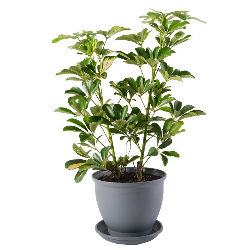 گیاه طبیعی شفلرا مدل p 06