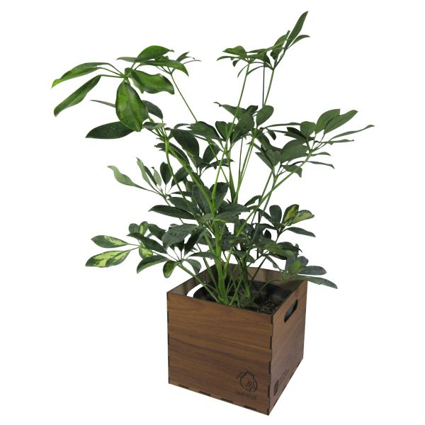 گیاه طبیعی شفلرا ناردونه کد ab   l01