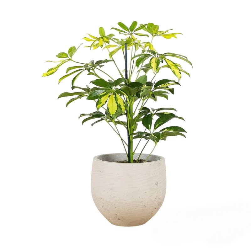گیاه طبیعی شفلرا کد 252