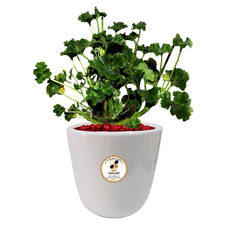 گیاه طبیعی شمعدانی شرکت گلباران سبز گیلان مدل gn12 5l