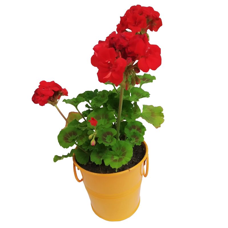 گیاه طبیعی شمعدانی مدل c 13