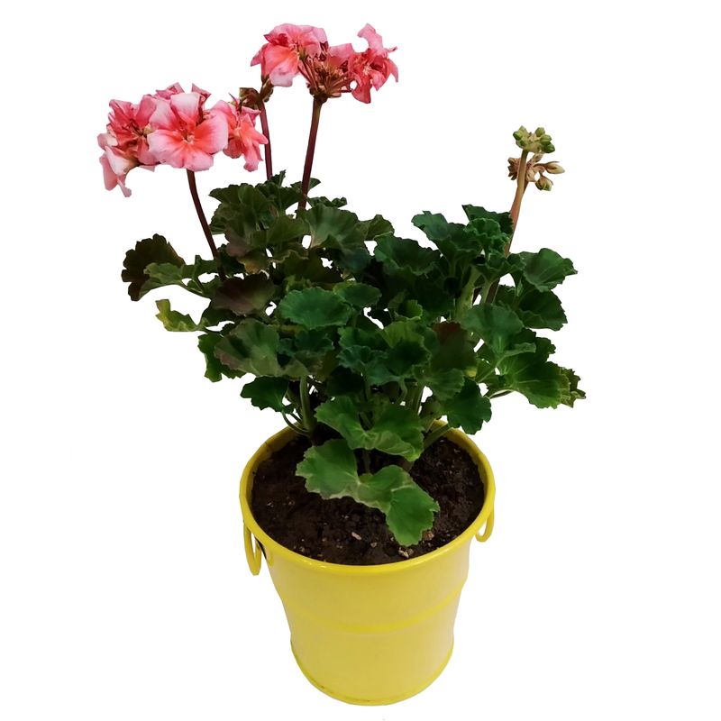 گیاه طبیعی شمعدانی مدل c 14