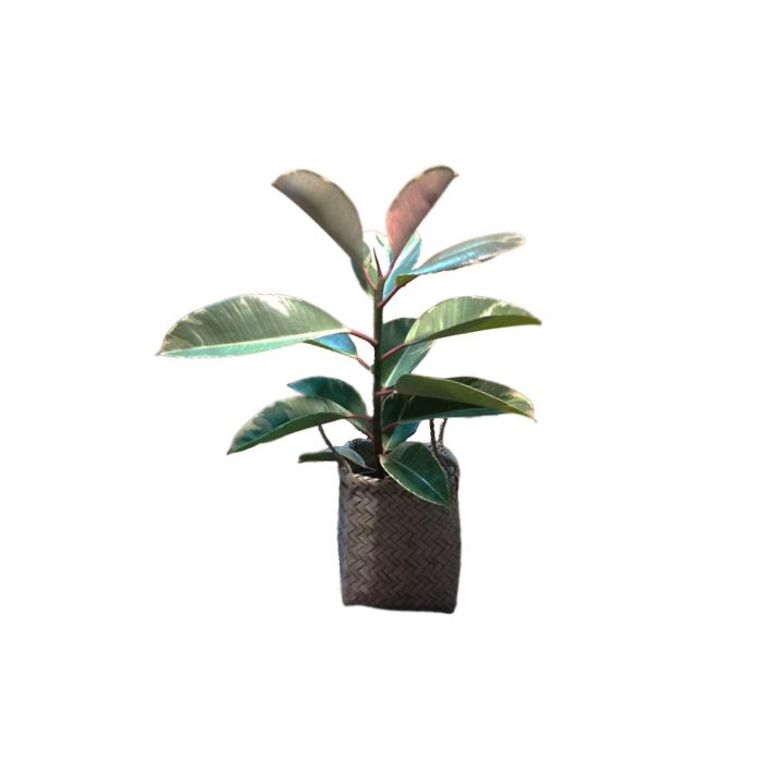 گیاه طبیعی فيكوس ابلق مدل m 2