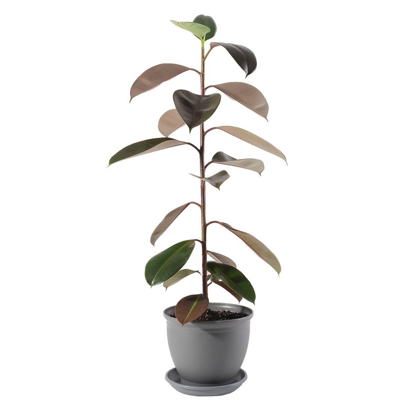گیاه طبیعی فیکوس الاستیکا مدل p 17